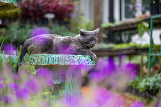Portrait of dark grey Korat cat is sleeping in outdoor garden facing at the camera during the summer time for pet and mammal concept