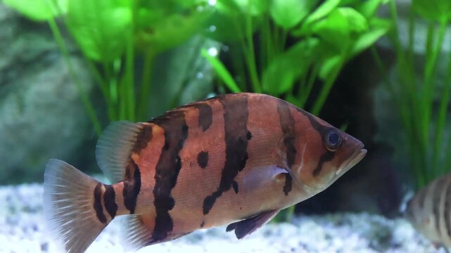 Siamese tiger fish (Datnioides Microlepis, Finescale Tiger Fish) close-up in a freshwater tank in a public aquariums for aquatic education centers, Freshwater fish in public aquarium aquatic