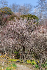 春の訪れ・梅の花と菜の花