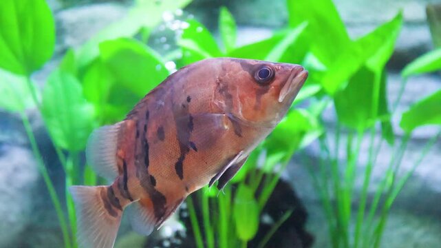 Siamese tiger fish (Datnioides Microlepis, Finescale Tiger Fish) close-up in a freshwater tank in a public aquariums for aquatic education centers, Freshwater fish in public aquarium aquatic