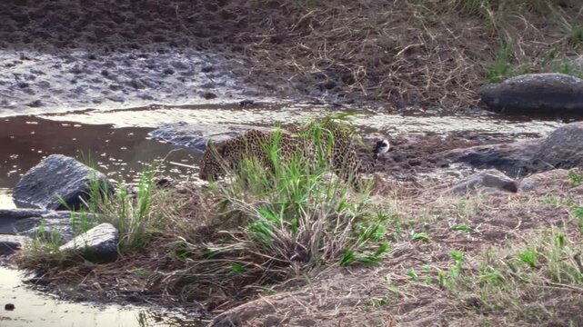 Lone mature leopard emerging from brush after a massive river crossing, during the Great Migration period, in Serengeti National Park, stalking vulnerable wildebeest in dramatic African wildlife scene