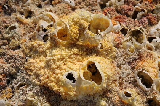 The colors of salt generated by the mineral-laden vapors of Dallol Volcano, Ethiopia