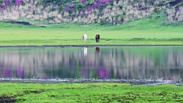 阿蘇・草千里ヶ浜でのミヤマキリシマと放牧の風景
「阿蘇・草千里ヶ浜の初夏。水辺で放牧される馬と満開のミヤマキリシマの風景」
阿蘇市(草千里ヶ浜)
A view of Miyamakirishima flowers and grazing cattle at Kusasenrigahama in Aso