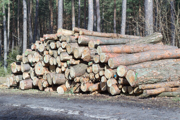 Stos ściętych kłód przy drodze leśnej, przygotowane drewno z wycinki i gospodarki leśnej, składowanie pni w lesie. © Henryk Guziak