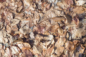 Suche liście na ziemi, jesienna ściółka leśna w odcieniach brązu, naturalna tekstura tła i opadłe liście drzew.