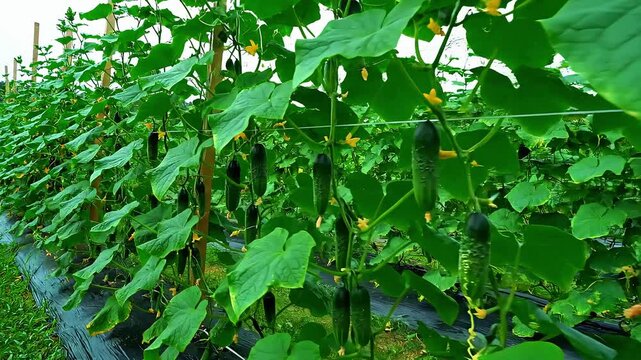 Lush green cucumbers growing on trellises in a well-maintained garden
