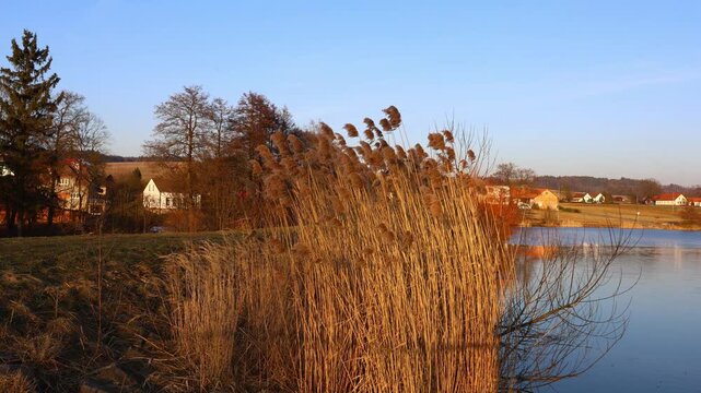 Reeds gently moving in a light breeze by the water, capturing soft natural motion, calm seasonal atmosphere and the peaceful mood of a quiet rural landscape
