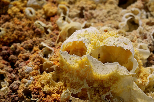 The colors of salt generated by the mineral-laden vapors of Dallol Volcano, Ethiopia