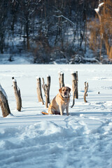 Fototapeta premium A white Lablador dog sits next to wooden stakes sticking out of the water on a snowy and frozen pond in the middle of a winter forest,
