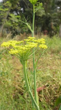Fennel Plant with Yellow Umbel Flowers