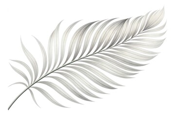 Obraz premium feather isolated on white background