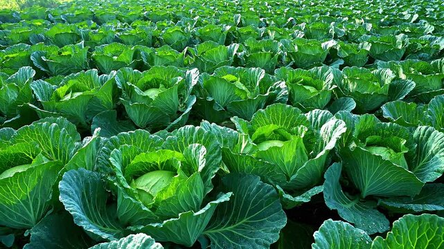 Rows of large green cabbage heads growing in a neat garden patch under sunlight