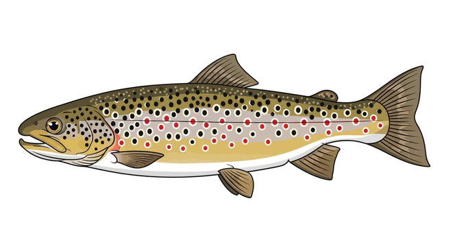 Detailed illustration of a brown trout fish with vibrant patterns