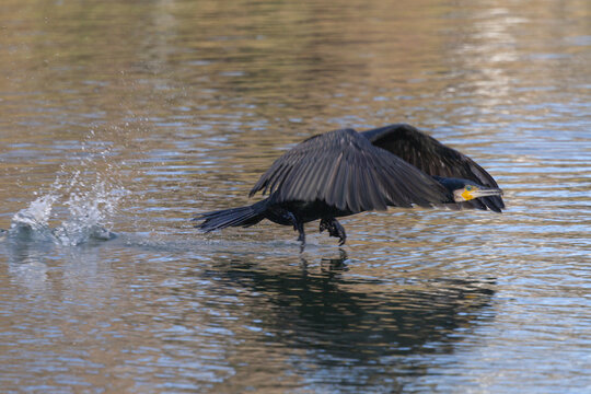 Grand cormoran