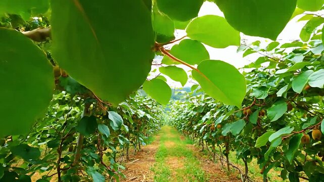 Ripe fuzzy kiwis hanging on trellises in a sprawling green orchard