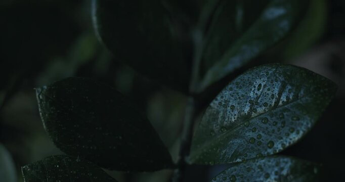 Zamioculcas zamiifolia leaves under the fallen rain drops