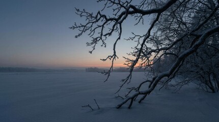 Frost-Covered Tree Branches Against Winter Sky