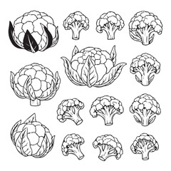 Cauliflower and Broccoli Collection Outline Vector Illustration