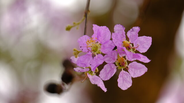 Lagerstroemia loudonii is a species of flowering plant in the family Lythraceae. Its origin is in Burma and Thailand, where it is found in the wild in Isan and the east down to central Thailand