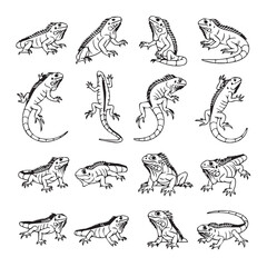 Fototapeta premium Collection of Iguana Illustrations in Various Poses Line Art