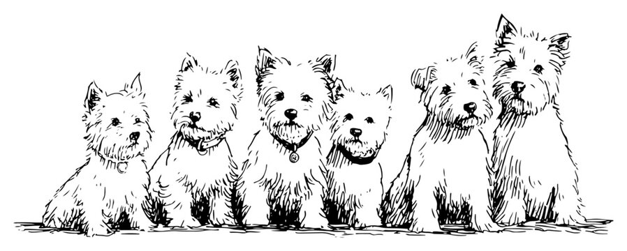 Black and white sketch of a group of West Highland White Terrier puppies sitting together