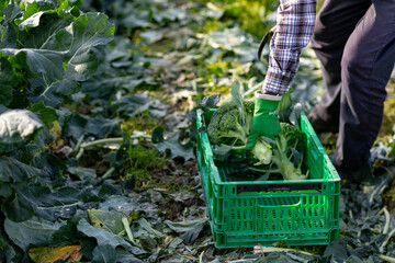 Naklejka premium ブロッコリーの収穫（2020/11/22）※色加工