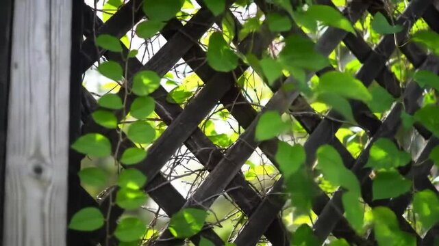 A lattice fence covered with green leaves. Sunlight filters through the foliage and wooden structure, creating a natural scene