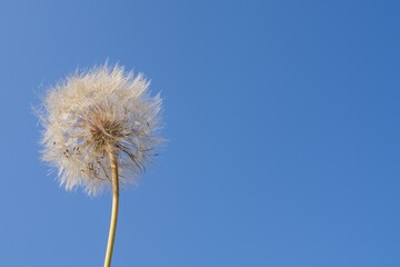 Naklejka premium Macro view of delicate dandelion seeds ready to fly in the wind. Clean blue sky background with empty space for text, symbol of lightness, nature and fresh start.