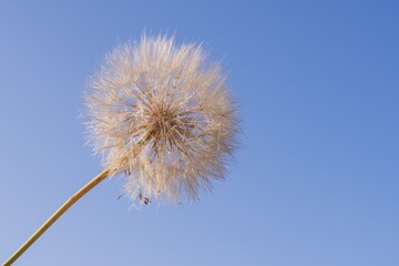 Naklejka premium Macro view of delicate dandelion seeds ready to fly in the wind. Clean blue sky background with empty space for text, symbol of lightness, nature and fresh start.