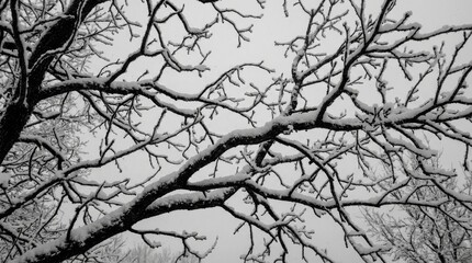 Fototapeta premium Snow-Covered Tree Branches Against Winter Sky