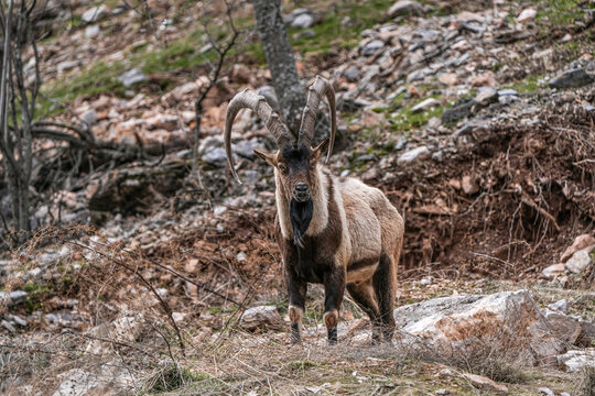 Wild Bezoar Ibex with Majestic Curved Horns in Rocky Mountain Habitat
