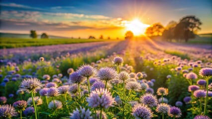 Obraz premium A photo of a vast anise flower field, with vibrant purple blooms stretching to the horizon Sunlight filters through, casting dappled shadows on the l