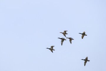 Fototapeta premium Geese flying together across clear blue sky during wildlife migration. Group of wild geese flying in formation, peaceful mood, open sky environment, migration, freedom, teamwork, seasonal wildlife