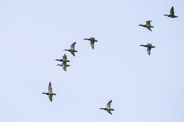Geese flying together across clear blue sky during wildlife migration. Group of wild geese flying in formation, peaceful mood, open sky environment, migration, freedom, teamwork, seasonal wildlife
