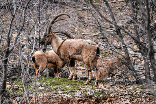 Bezoar Ibex Herd Grazing in Rocky Mountain Forest