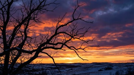 Naklejka premium Bare Tree Branches Silhouetted Against Dramatic Sunset Sky