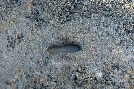 trace de pas dans le ciment