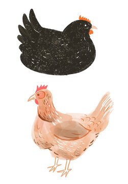 Illustrated Chicken