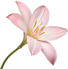 Fototapeta premium Rain Lily (Zephyranthes tropical species) 