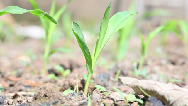 Bright green corn seedlings emerge on a sunny day. The young stalks are spaced apart, showing vibrant, slender leaves reaching upward. Corn plant in the field.

