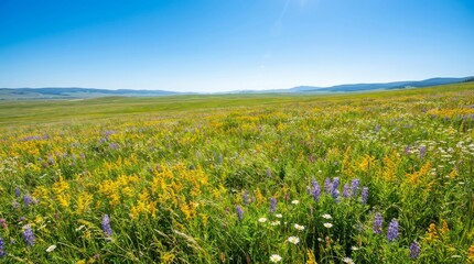 Fototapeta premium Vast Meadow Bursting with Wildflowers Under a Clear Blue Sky