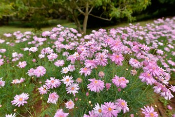 Obraz premium This wide-angle photograph showcases a sprawling field of pink marguerite daisies (Argyranthemum frutescens) in full, glorious bloom.