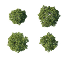 Obraz premium Four trees top view set (tree canopy collection, aerial view trees) isolated PNG on a transparent background premium nature cutout