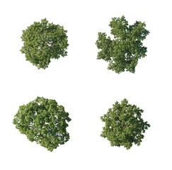 Obraz premium Four trees top view set (tree canopy collection, aerial view trees) isolated PNG on a transparent background premium nature cutout