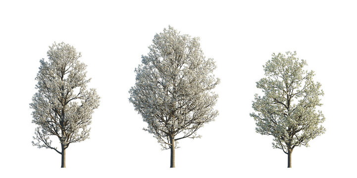 Pyrus calleryana flowering (Callery pear, Bradford pear, flowering pear) isolated PNG on a transparent background premium nature cutout