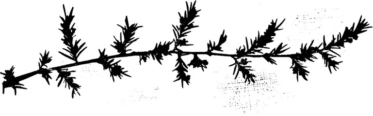 Abstract rosemary needle whorl in high contrast stencil style for botanical design
