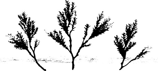 Obraz premium Abstract seaweed air bladders in high-contrast stencil design for creative projects