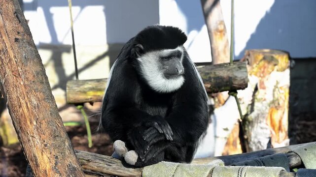 Black and white colobus monkey close-up portrait with long contrasting fur and expressive face, exotic primate wildlife footage with detailed texture