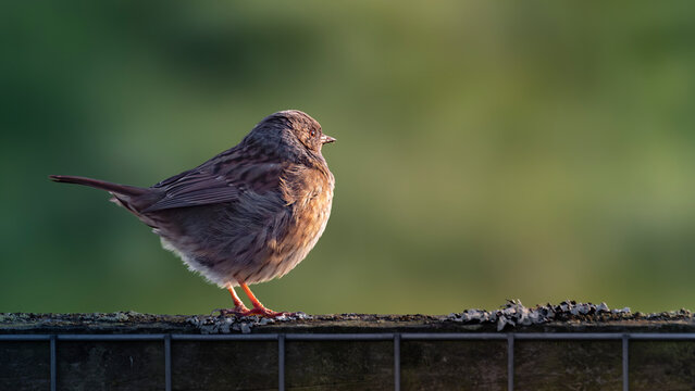 dunnock perched on fence in morning sun  light 
