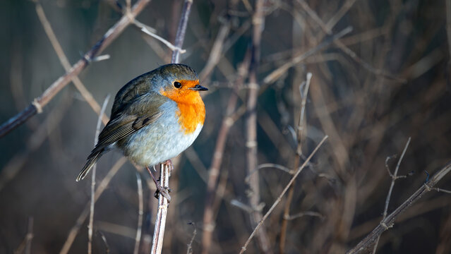 red robin perched on brambles